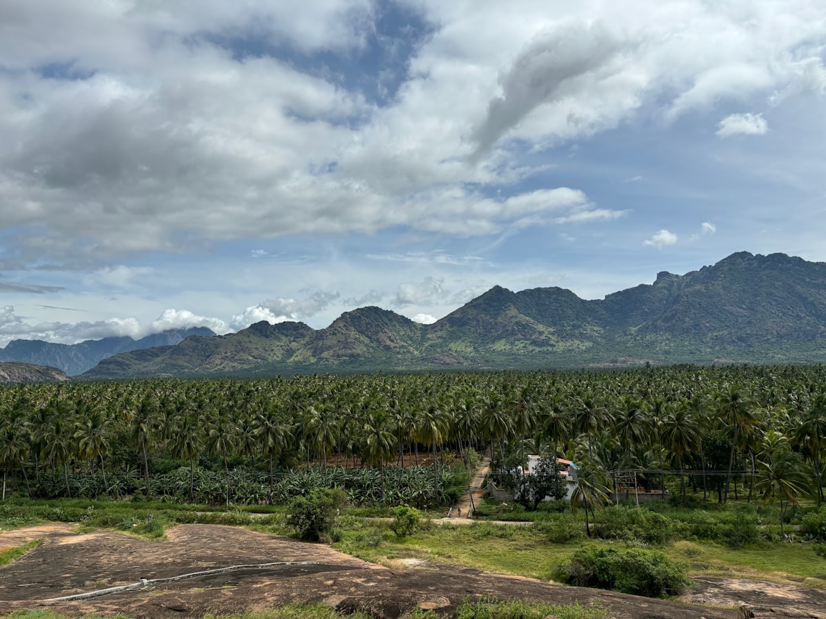 Coconut plantation panorama